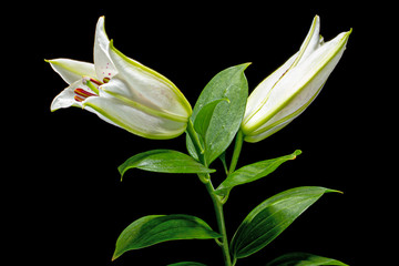 Obraz premium Two buds of of white oriental lily, isolated on black background