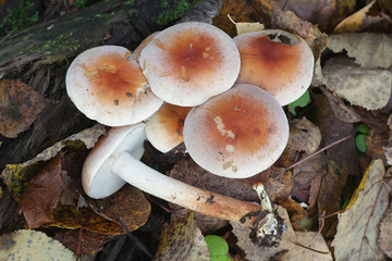 Hypholoma lateritium,  known as brick cap or brick tuft, mushrooms from Finland