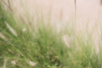 grass on a background
