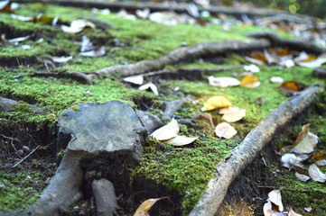 緑の苔のじゅうたん