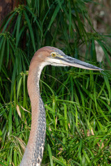 A Goliath heron (Ardea goliath), also known as the giant heron close up looking around.