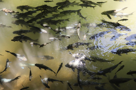 Mahseer barb at fish cave Mae Hong Son Province