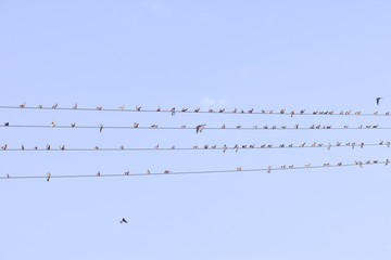 sparrows are sitting on wires