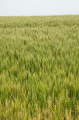 champs de blé, wheat fields