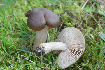 Tricholoma imbricatum, known as the matt knight, mushrooms from Finland