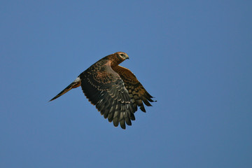 Montagu's Harrier (Circus pygargus) juvenile flying, Lleida, Spain