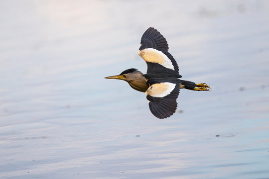 Little Bittern (Ixobrychus minutus) male flying, Baden-Wuerttemberg, Germany