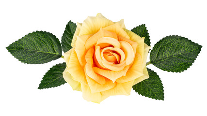 Decorative yellow rose with leaves