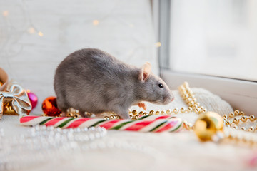 Cute rat New Year and Christmas concept. Post card. Winter Hollidays.