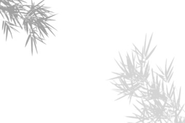 Bamboo leaf shadow on white wall Background. Blank copy space.