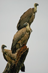 White-backed Vulture (Gyps africanus), group sitting in tree, Serengeti National Park, Serengeti; Tanzania