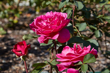 Some roses as depicted in Aucklands rose gardens around the city.