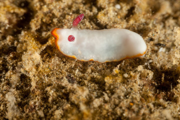 The most beautiful underwater snails of the Indian and Pacific Ocean