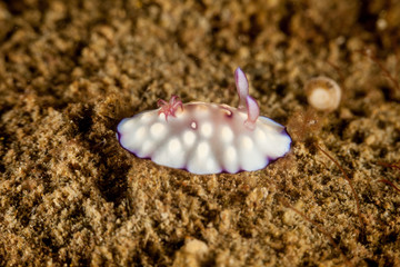 The most beautiful underwater snails of the Indian and Pacific Ocean