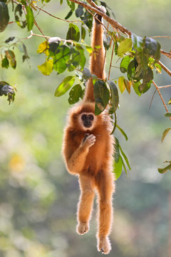 White-handed Gibbon (Hylobates lar) hanging in tree in rainforest, Kaeng Krachan National Park, Thailand