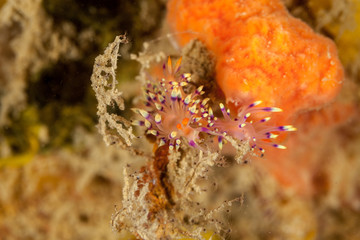 The most beautiful underwater snails of the Indian and Pacific Ocean