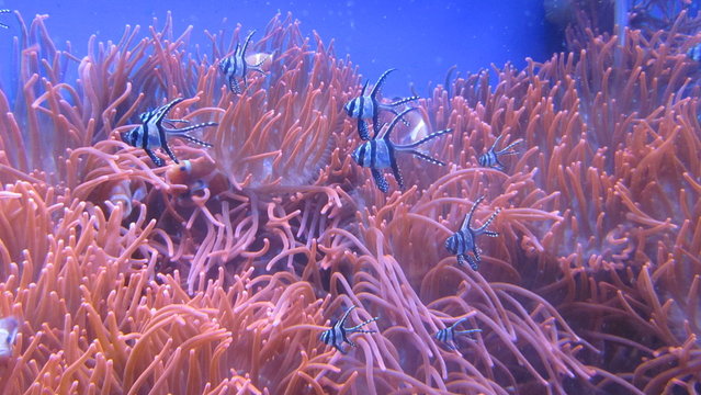 anemoni