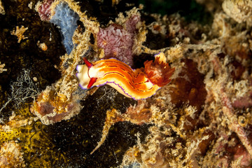 The most beautiful underwater snails of the Indian and Pacific Ocean