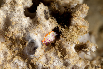 The most beautiful underwater snails of the Indian and Pacific Ocean