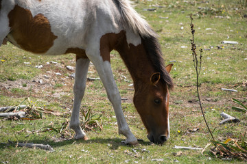 Close-up of a two-colored horse eating grass