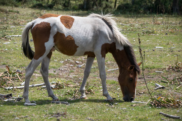 White and brown horse eating grass in the field