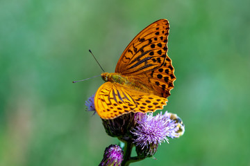 Detailed close up of a large orange colored butterfly in sunlight