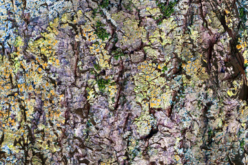 Detailed close up view on weathered tree bark