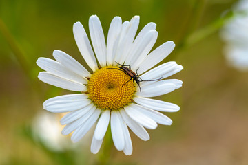 Fototapeta premium Close up of a Marguerite flower with a beetle sitting in the center
