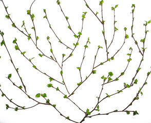 white background branches small leaves spring / isolated on white young branches with buds and leaves, spring frame