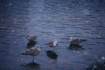 wintering birds / bird flock, winter lake, wild birds on winter lake, seasonal, migratory ducks