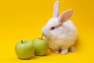 rabbit with the apple