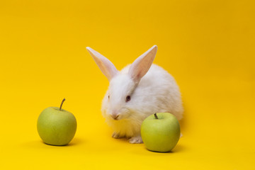 Fototapeta na wymiar rabbit with the apple