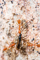 Teamwork Ant find food for tribe
