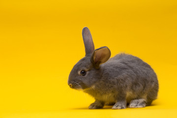 little Gray rabbit  on a yellow background