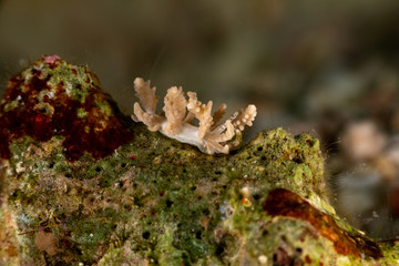 The most beautiful underwater snails of the Indian and Pacific Ocean