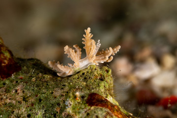 The most beautiful underwater snails of the Indian and Pacific Ocean