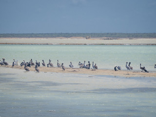 Pelicans resting on the beach