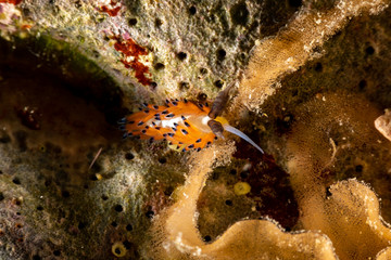 The most beautiful underwater snails of the Indian and Pacific Ocean