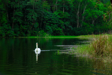 one white goose float on the water