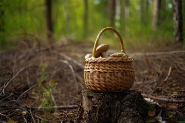 basket of mushrooms