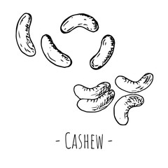 Hand-drawn isolated cashew. Vector cartoon illustration.