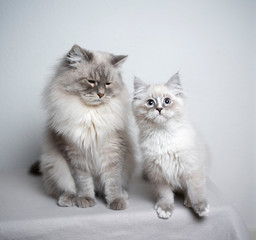 two cats. ragdoll cat and kitten sitting next to each other looking at camera