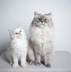 Obraz na płótnie Canvas two cats. ragdoll cat and kitten sitting next to each other looking at camera curiously