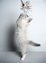 side view of a cute blue silver tabby point white ragdoll kitten playing jumping up catching feather toy