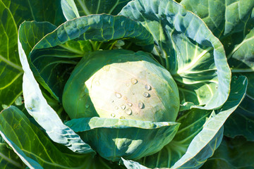 young white cabbage grows in the garden