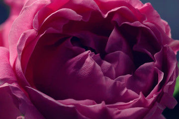 bouquet of roses in bed / romance concept, honeymoon background