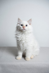 Fototapeta na wymiar cute cream silver tabby point ragdoll kitten sitting in front of white background looking at camera curiously