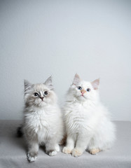 two cute ragdoll kittens sitting next to each other looking up curiously in front of white background