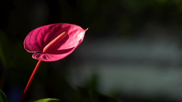 A close up shot of a red Anthurium plant