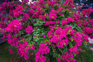 Bougainvillea